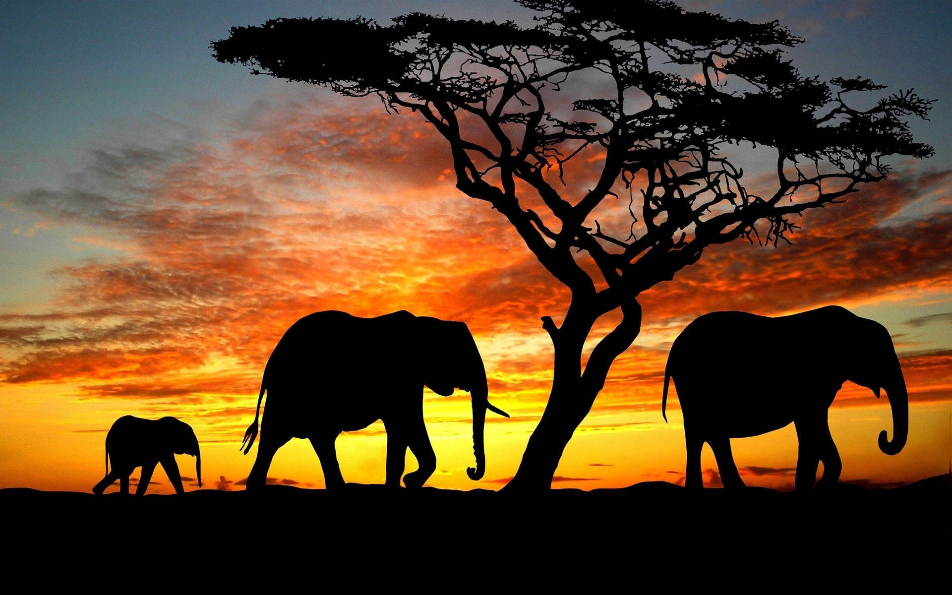 An African Elephant Standing In Its Natural Habitat Background