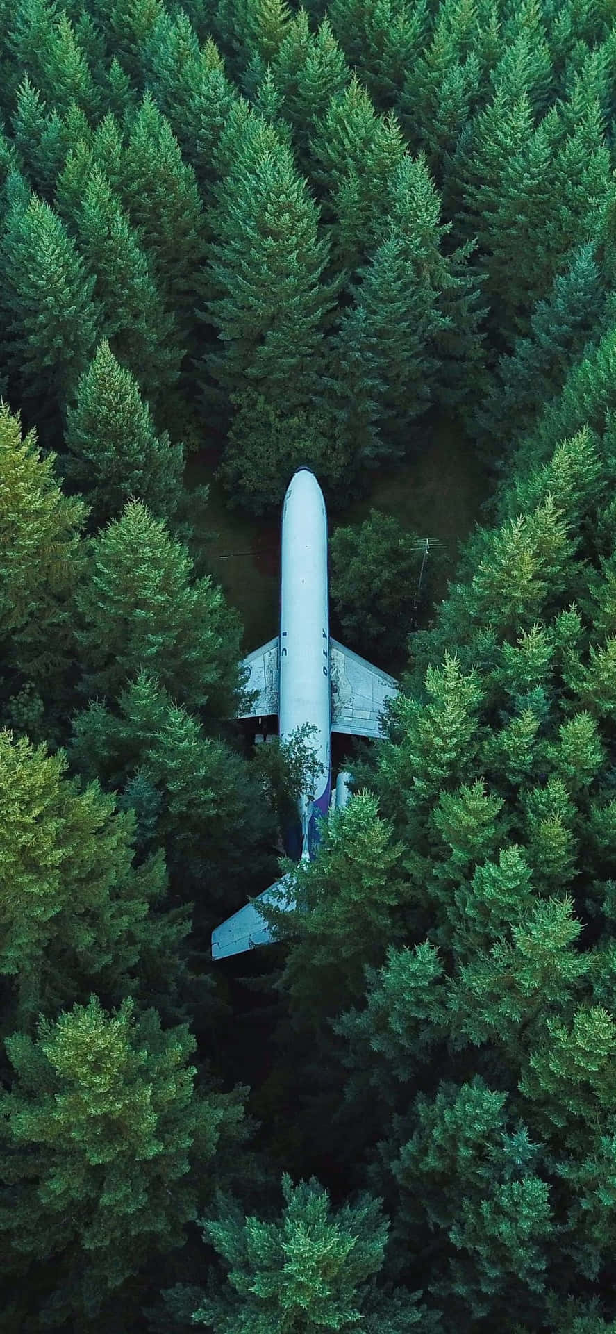 An Airplane Is Parked In The Middle Of A Forest Background