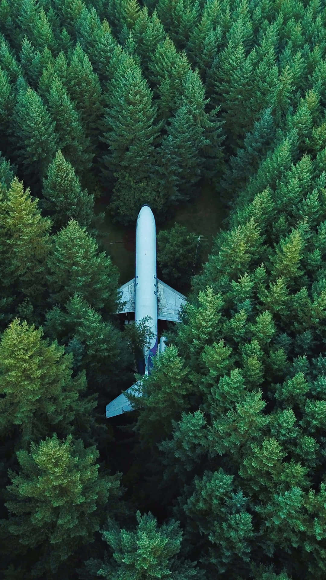 An Airplane Is Parked In The Middle Of A Forest Background