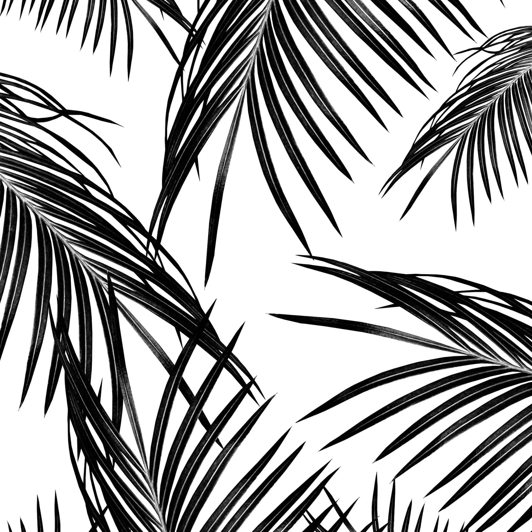 An Alluring Black And White Oasis, Featuring A Palm Tree Background