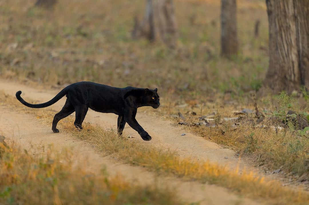 An Alluring Black Leopard Prowling In The Wild Background