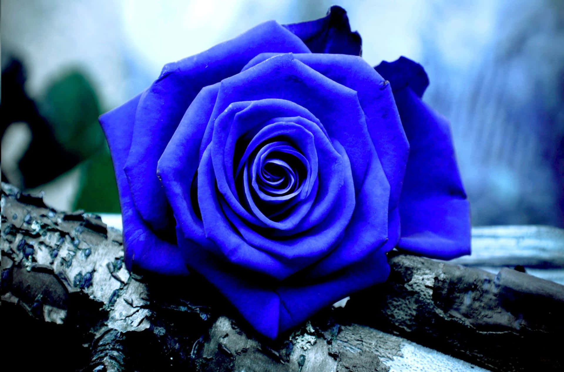 An Alluring Blue Rose Blooms In The Morning. Background