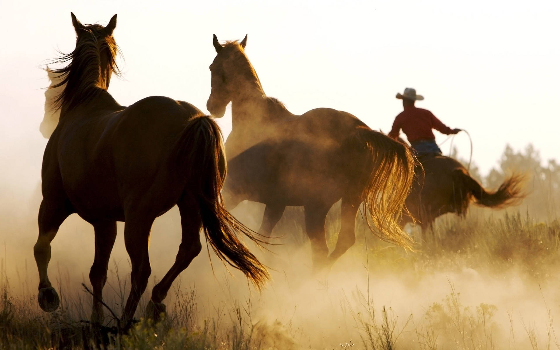 An American Cowboy Riding Through The Wilderness Background