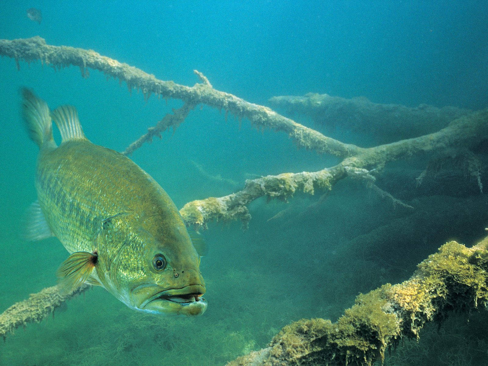 An Angler Finds Success Among The Calm Waters Of The Lake. Background