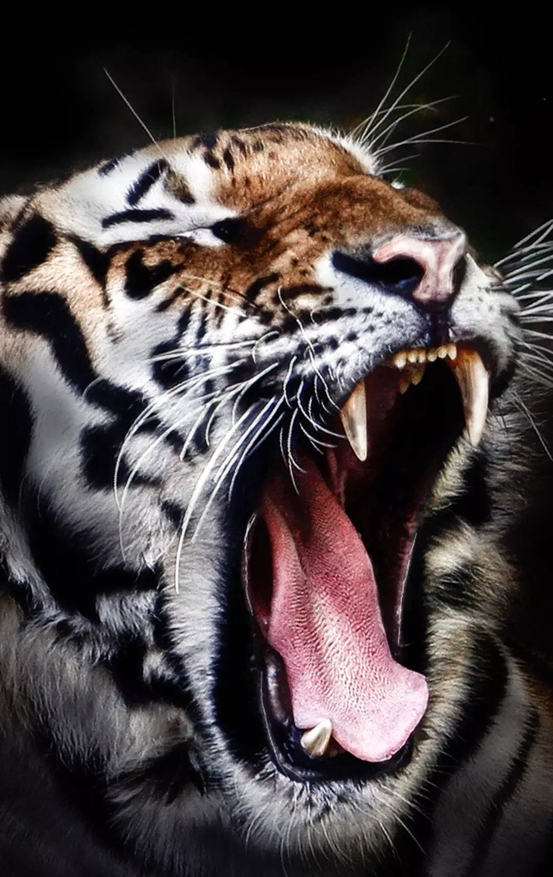 An Angry Roaring Black Tiger Background