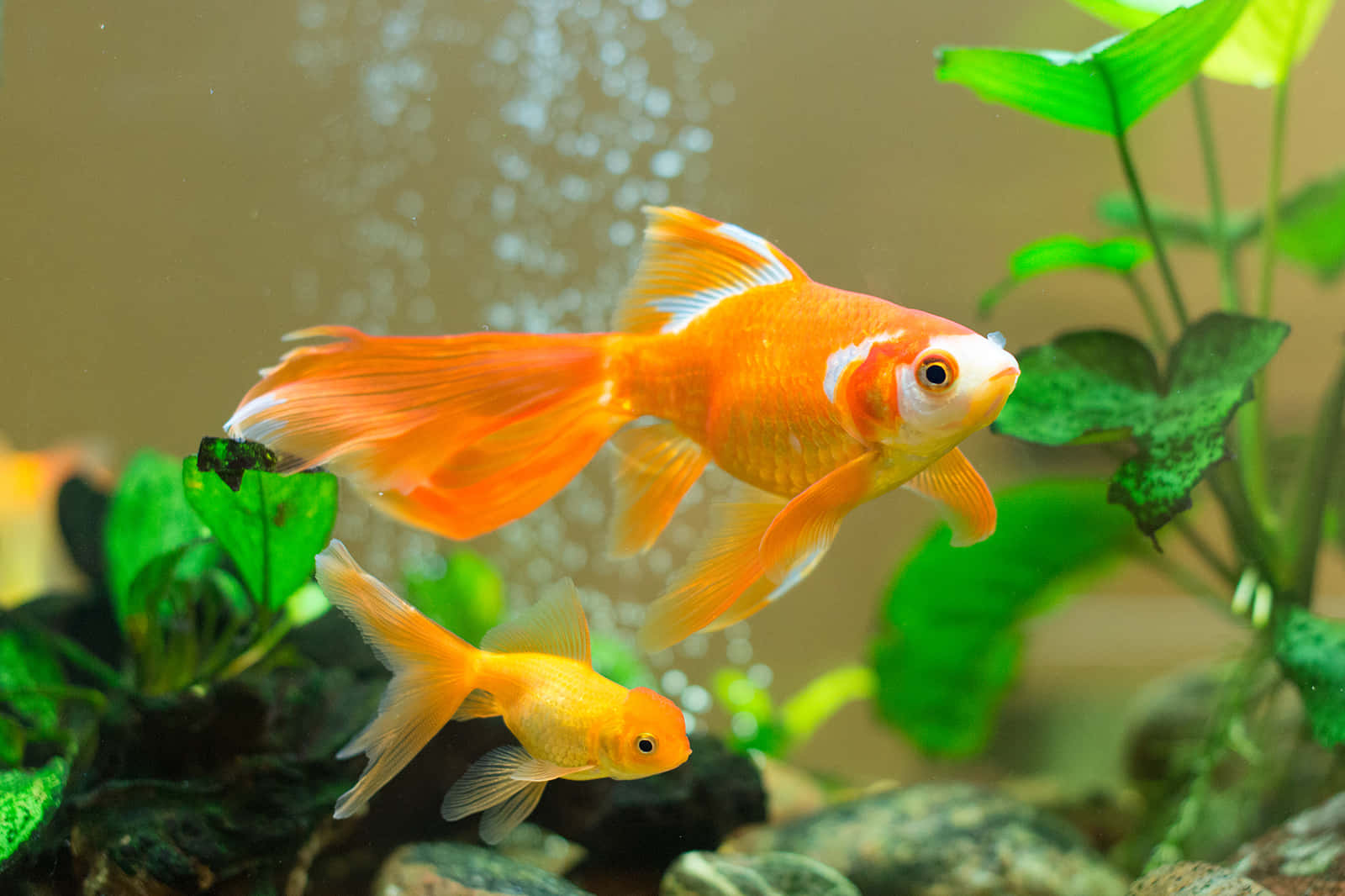 An Aquarium With A Variety Of Colorful Fish Background