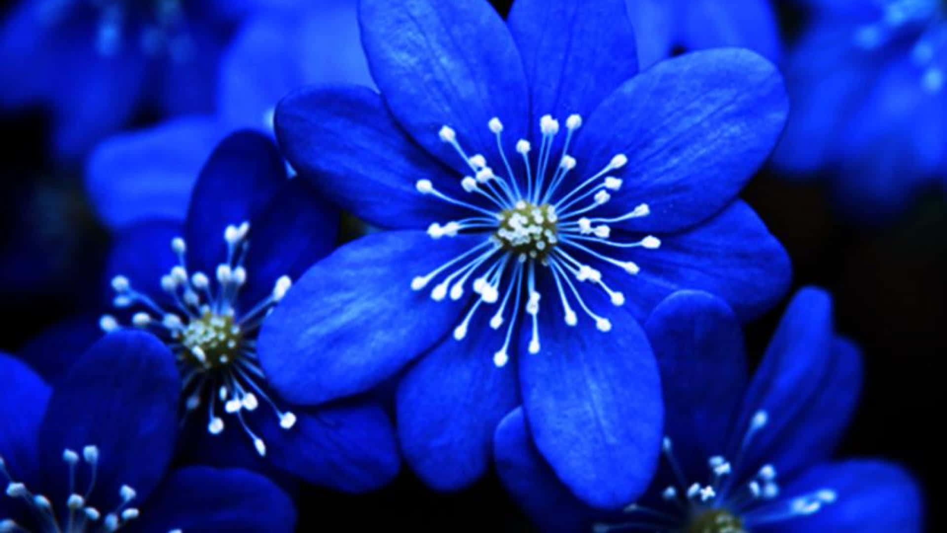 An Array Of Blue Things Background