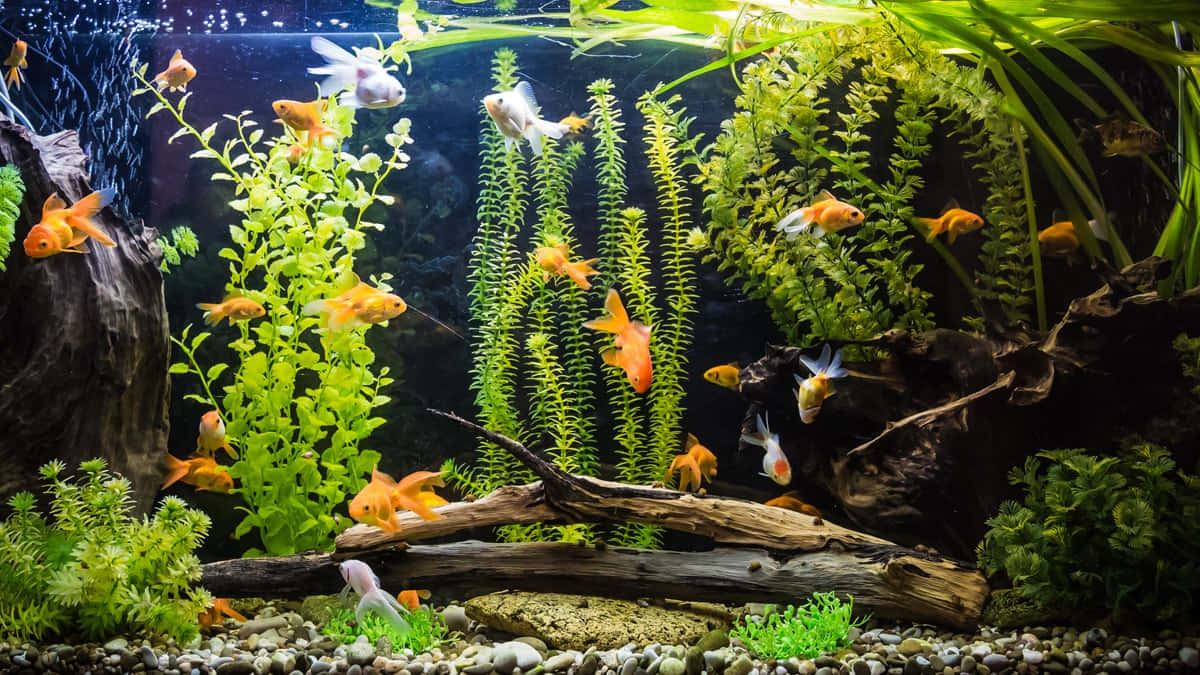 An Assortment Of Beautiful Fish Swimming In A Home Aquarium. Background