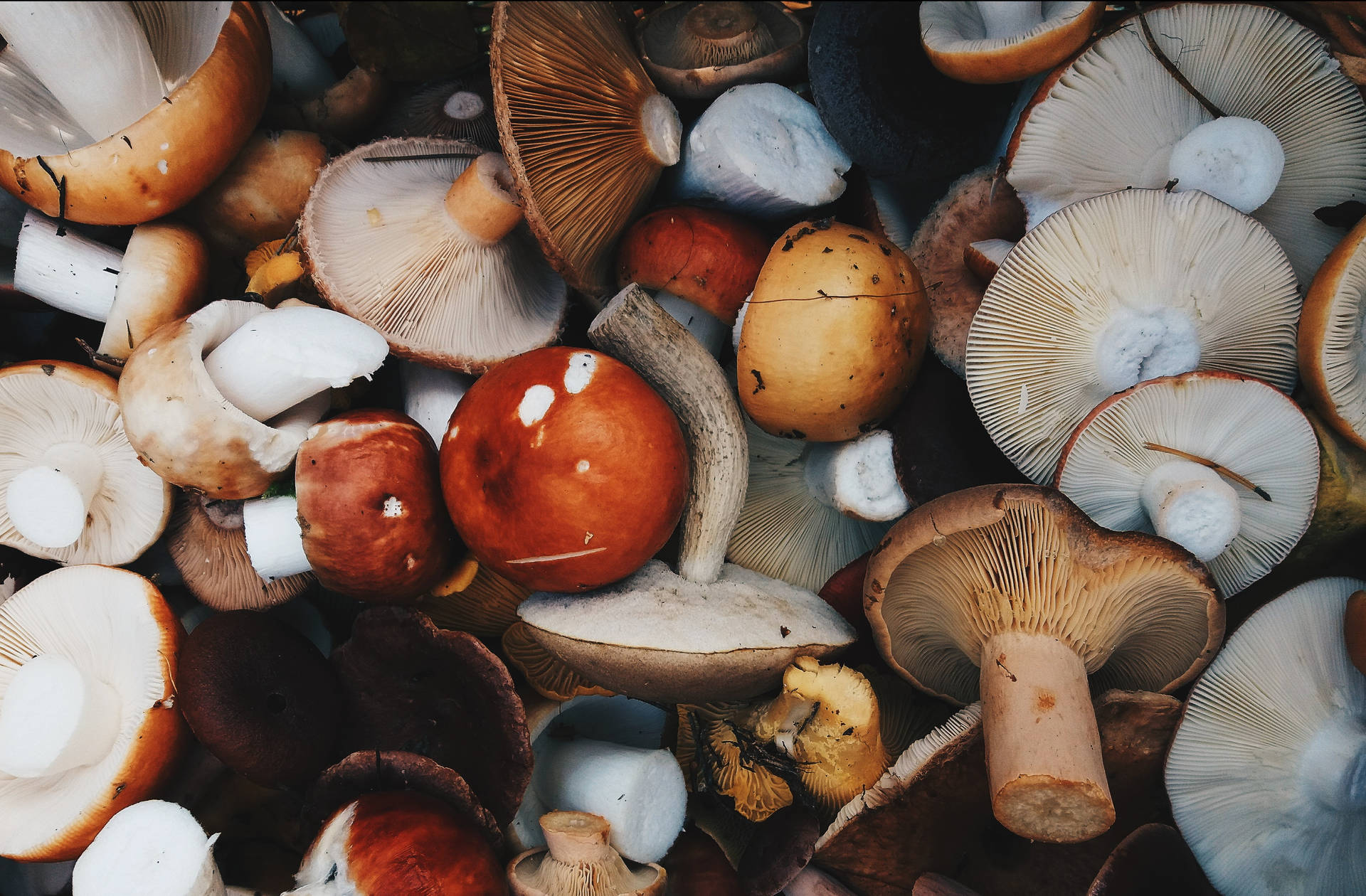 An Assortment Of Colorful Mushrooms On A Bed Of Dried Leaves Background