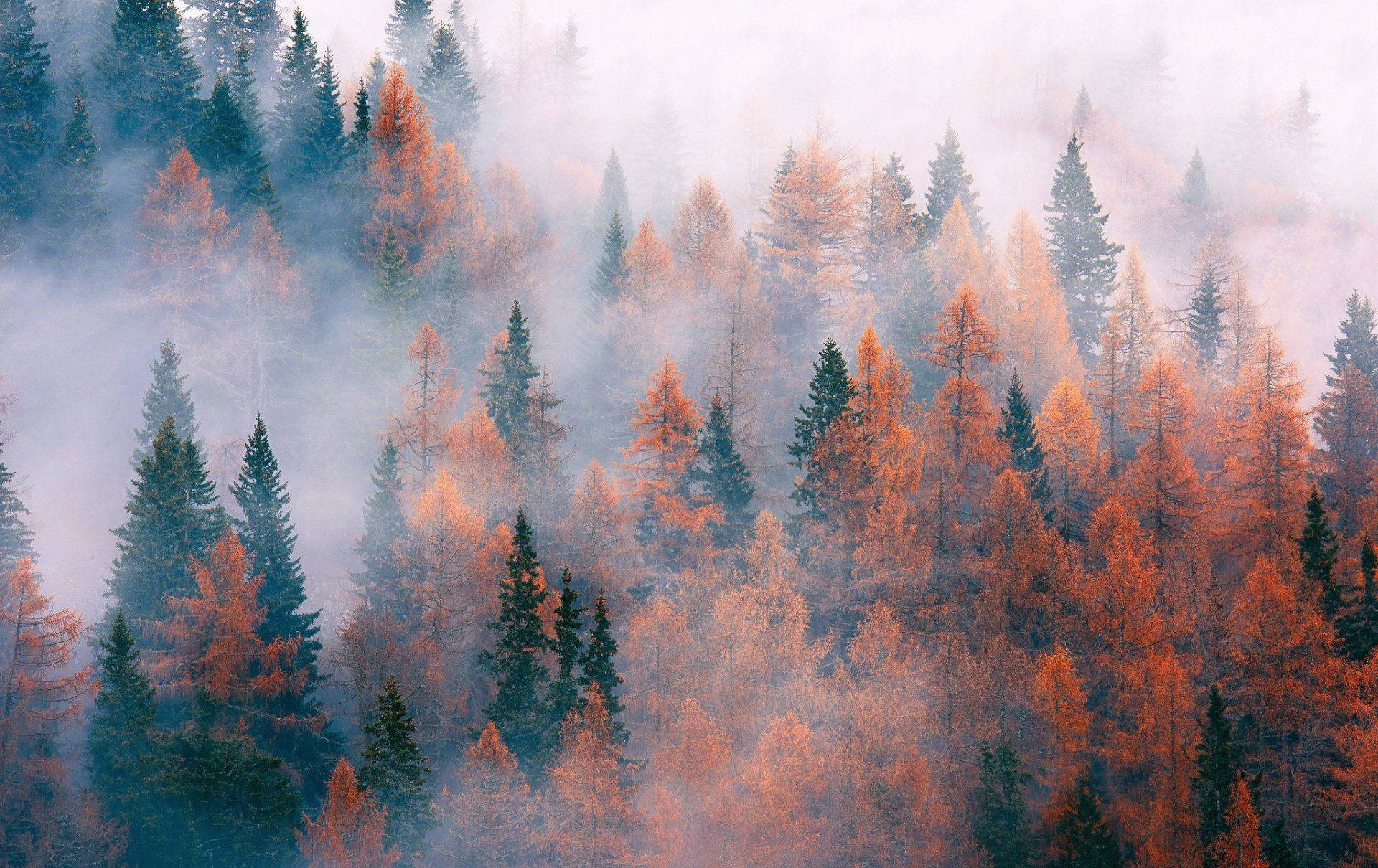 An Autumn Fog Envelopes A Forest In The Month Of November Background