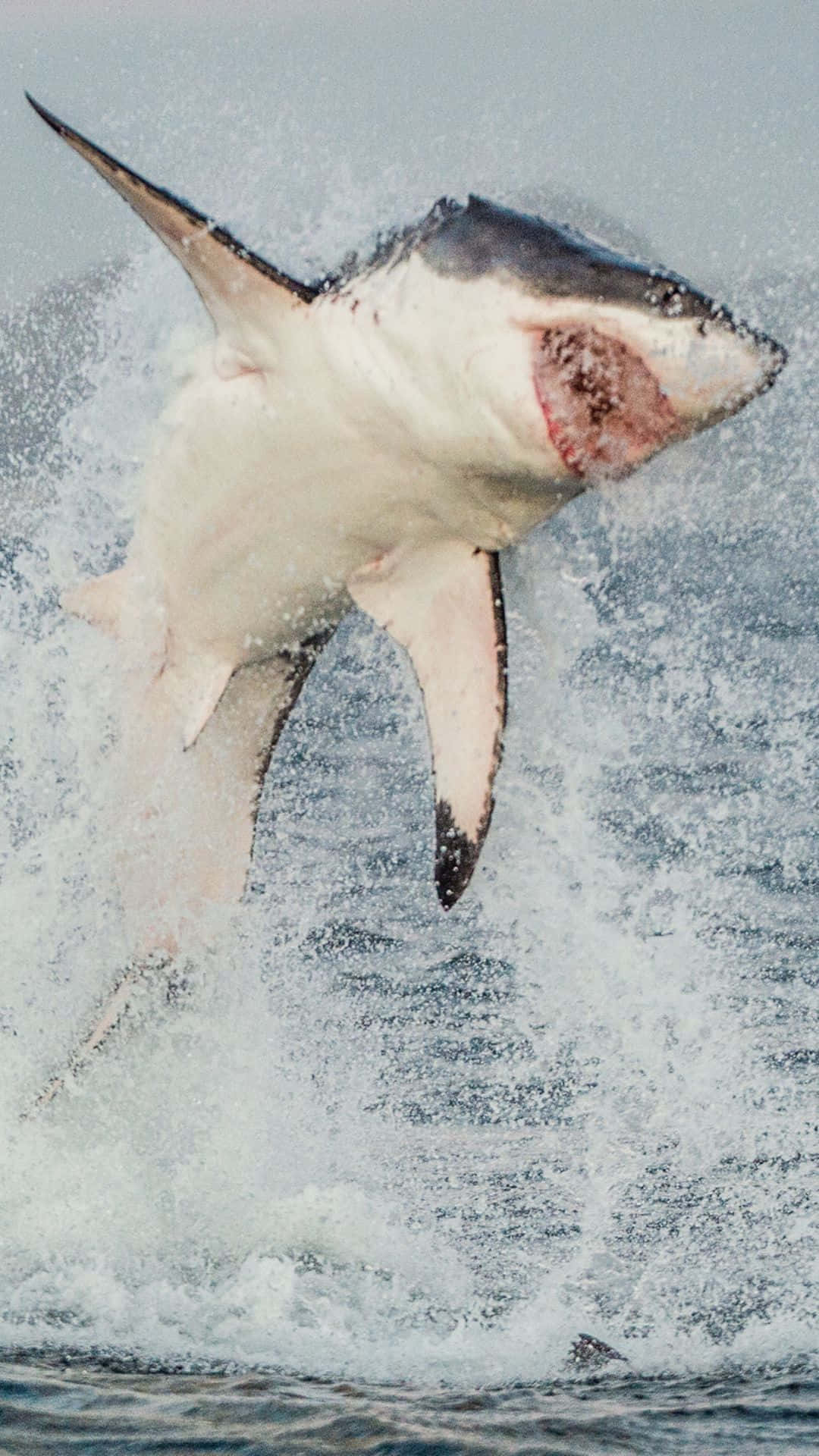 An Awesome View Of A Cool Shark Swimming Beneath The Surface Of The Ocean Background