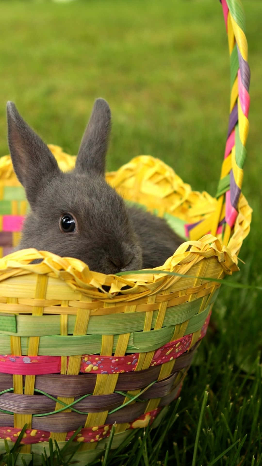 An Easter Bunny Hops By With Easter Eggs In Tow Background