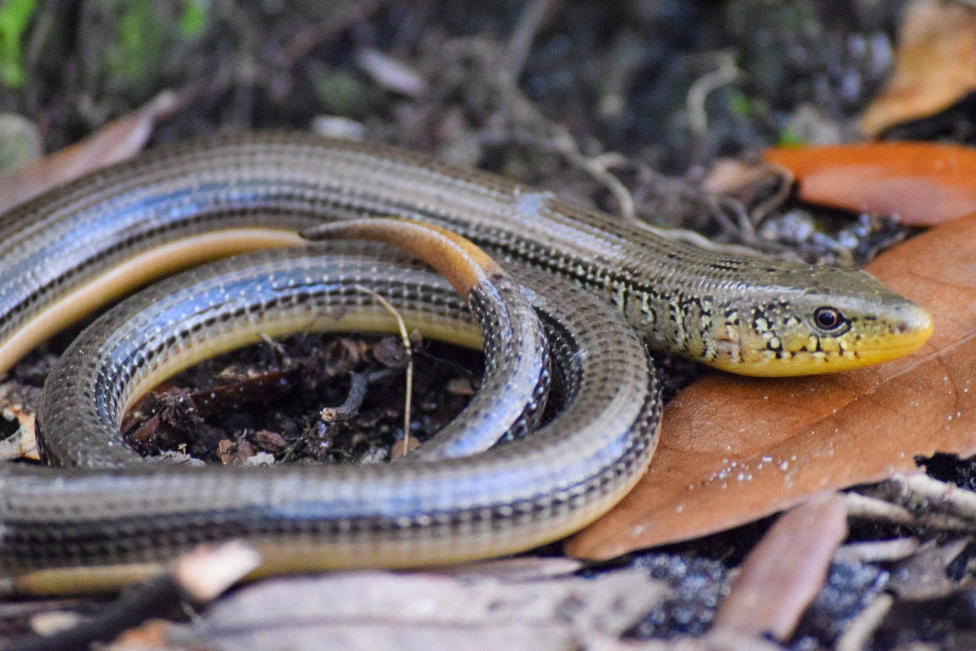 An Eastern Glass Lizard In Its Natural Habitat Background