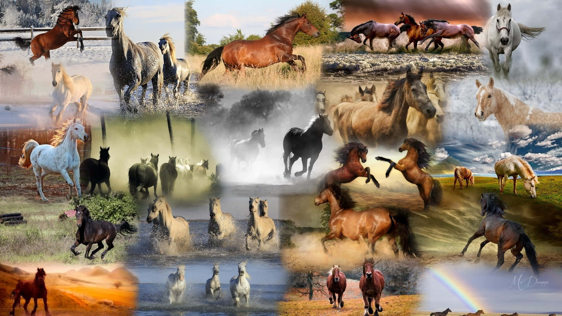 An Eclectic Collage Of Horses Background