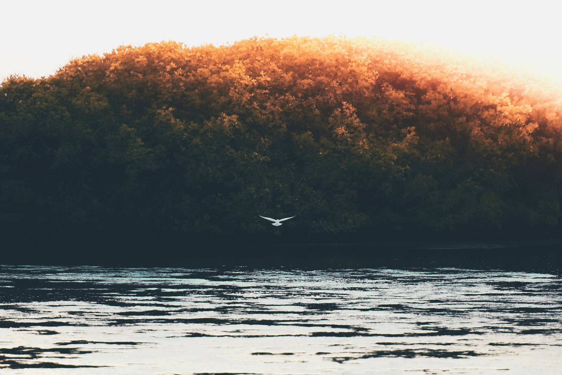 An Egret Taking Flight Over The Ocean Background