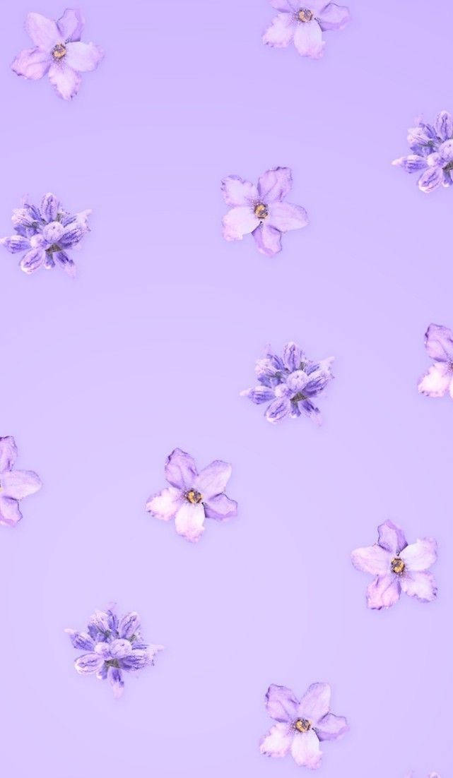 An Elegant Aesthetic Purple Flower Background