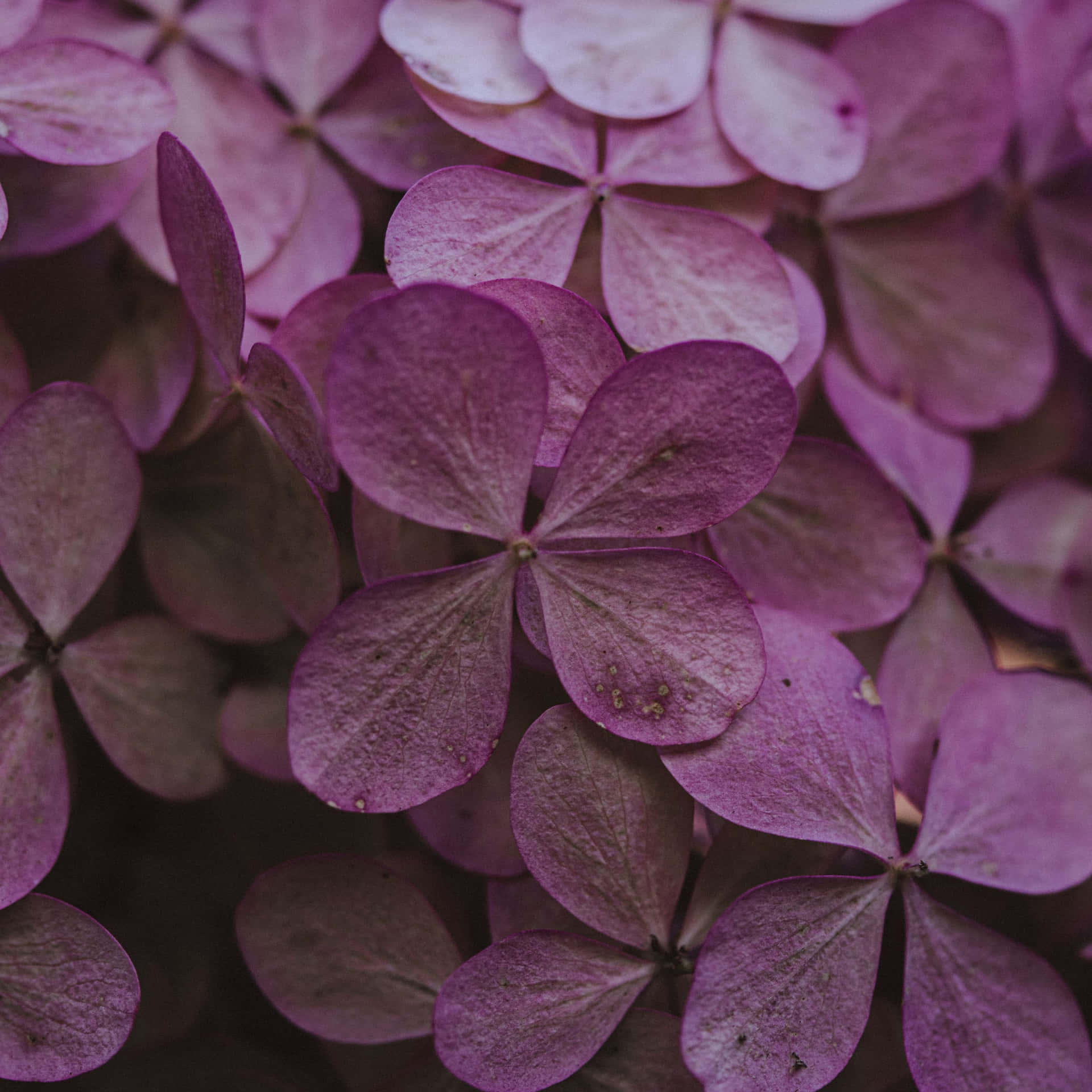 An Elegant Assortment Of Dried Flowers Background