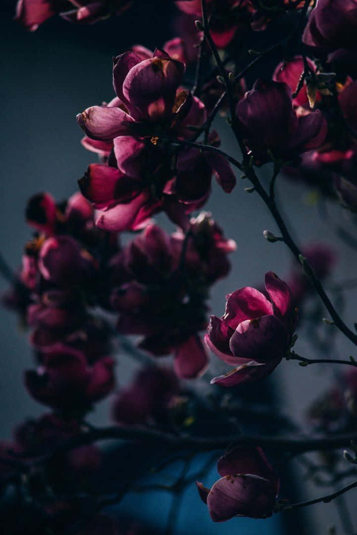 An Elegant Burgundy Flower Gently Swaying In The Wind Background