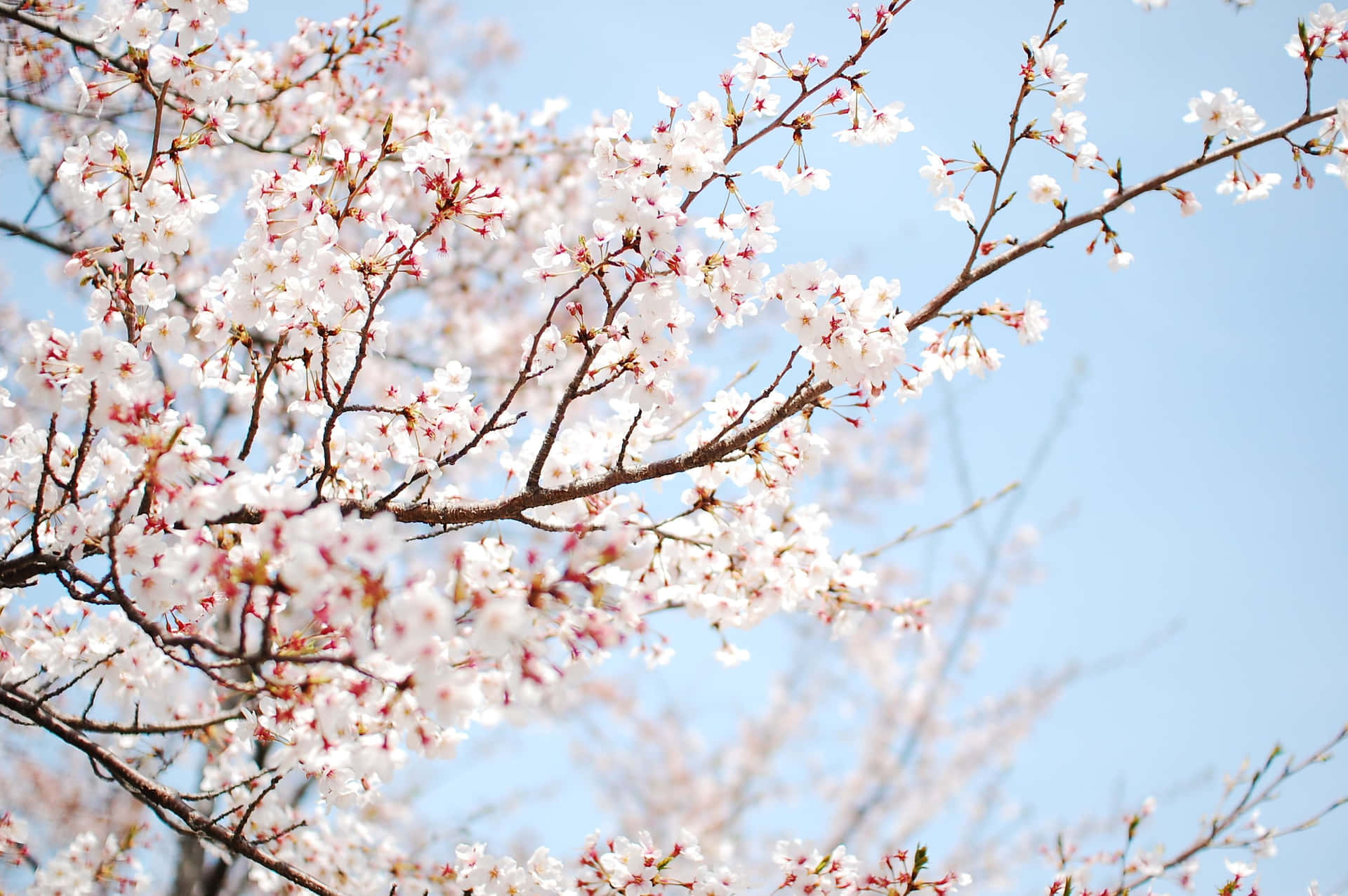 An Elegant Cherry Blossom Tree Surrounded By Lush Green Grass Background