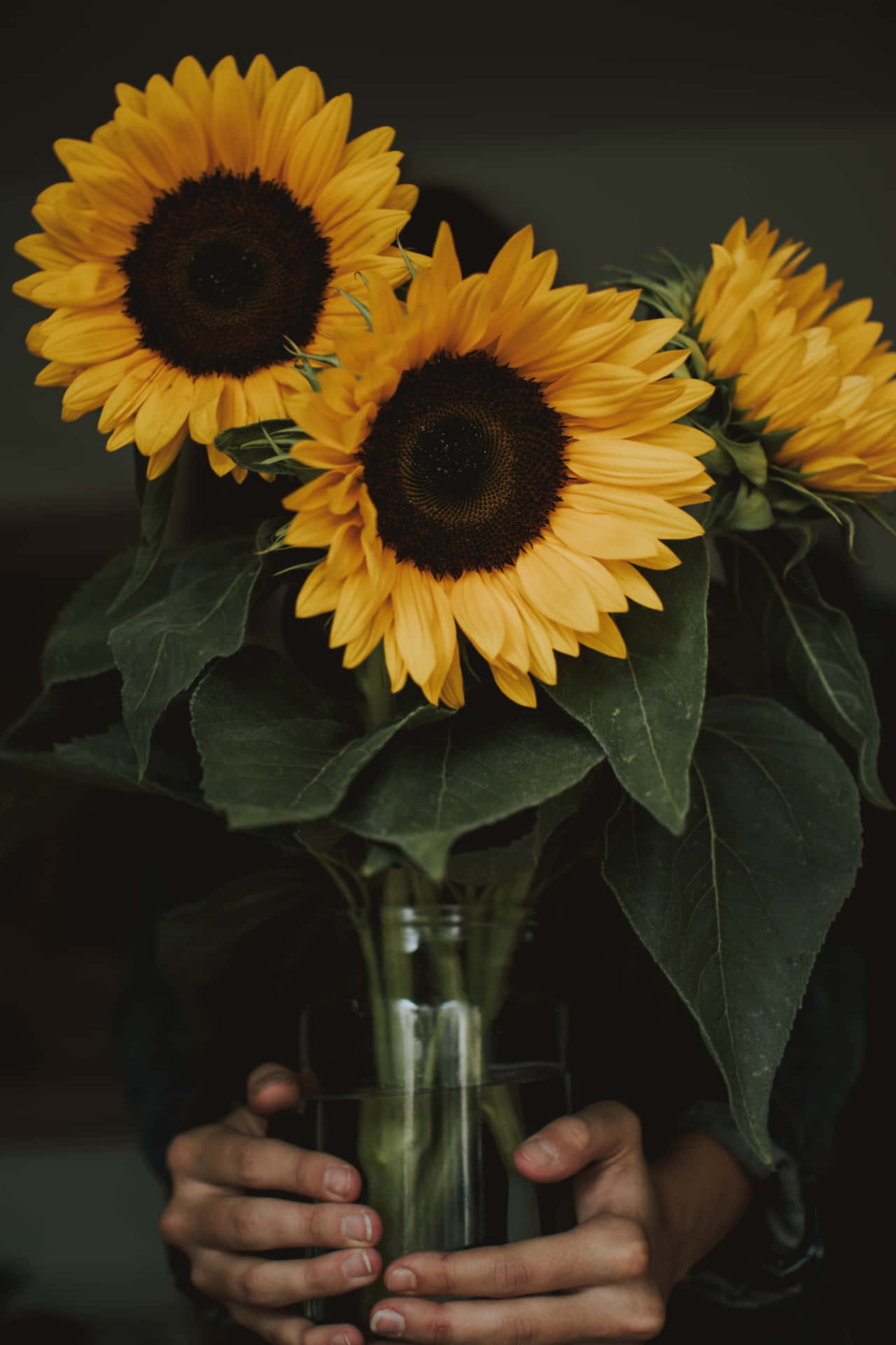 An Elegant Dark Sunflower Flower In A Beautiful Field Background