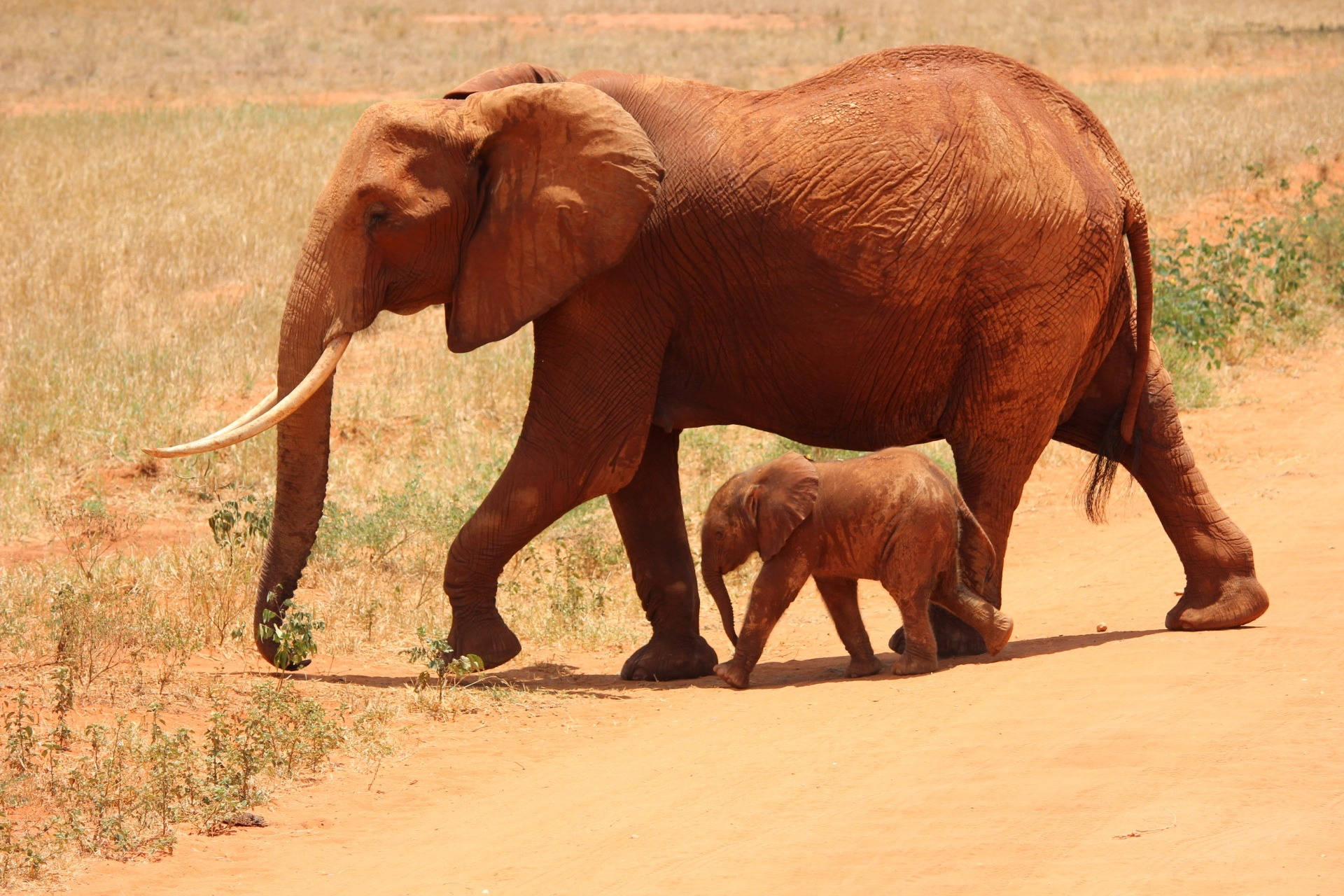 An Elephant Calf In Its Wild Habitat Background