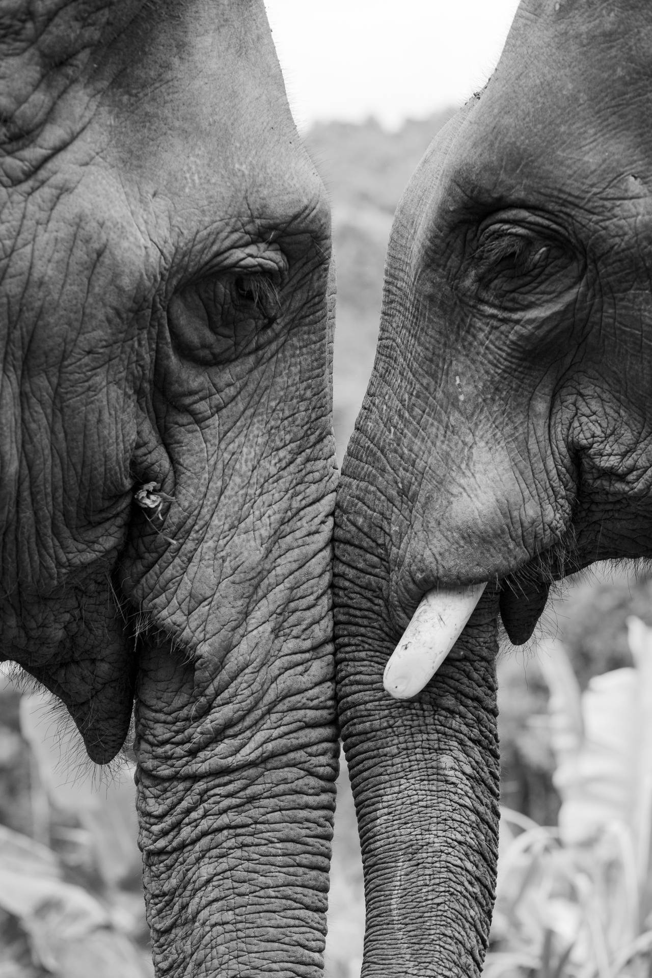 An Elephant Enjoying A Loving Embrace Background