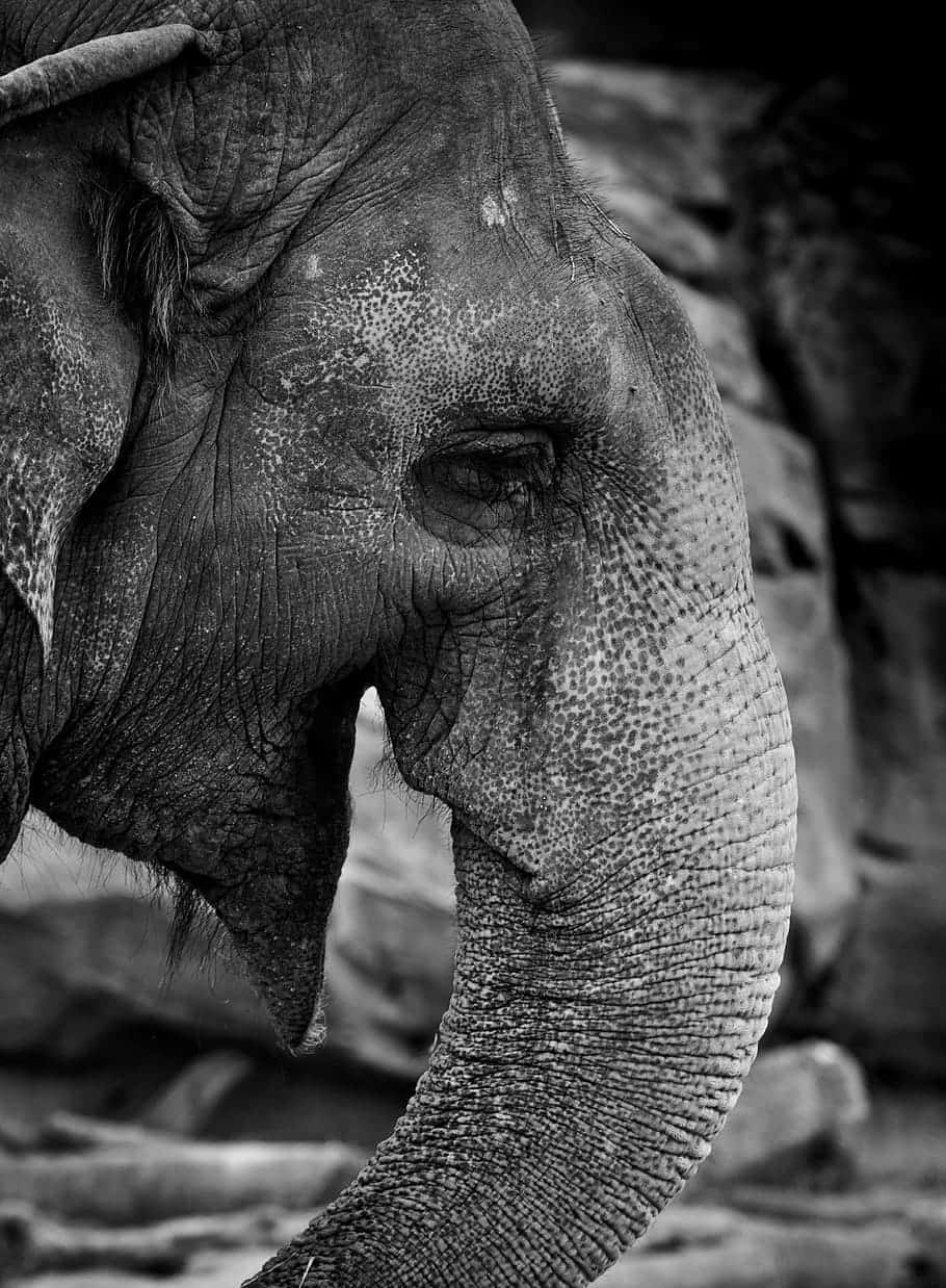 An Elephant Is Standing In A Rocky Area Background