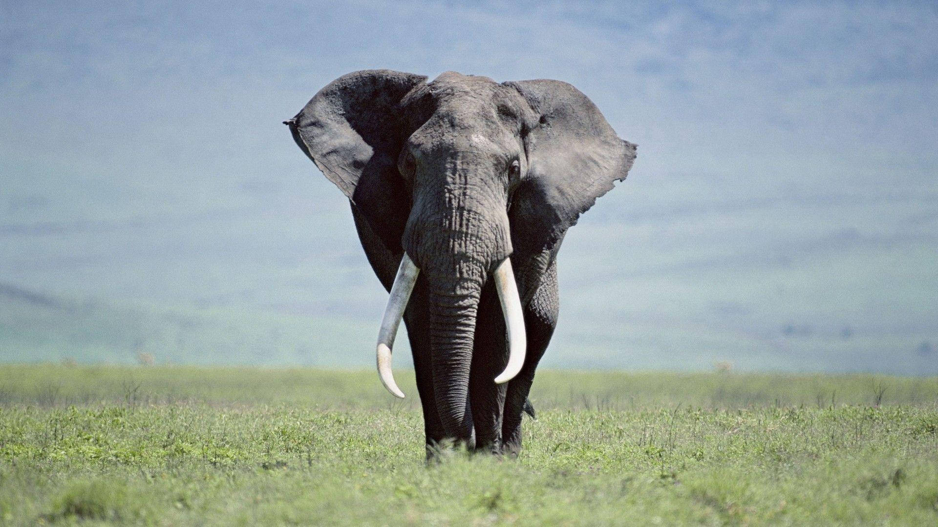 An Elephant Strolling Beneath A Crisp Blue Sky. Background
