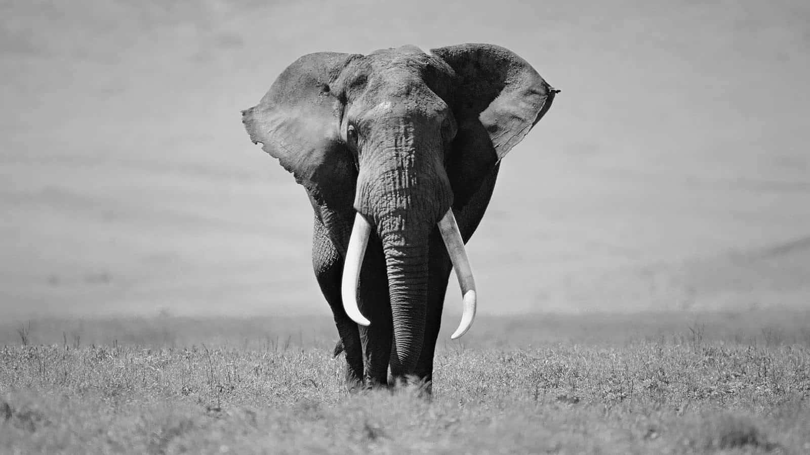 An Elephant Walking Across The Plains In Black And White Background