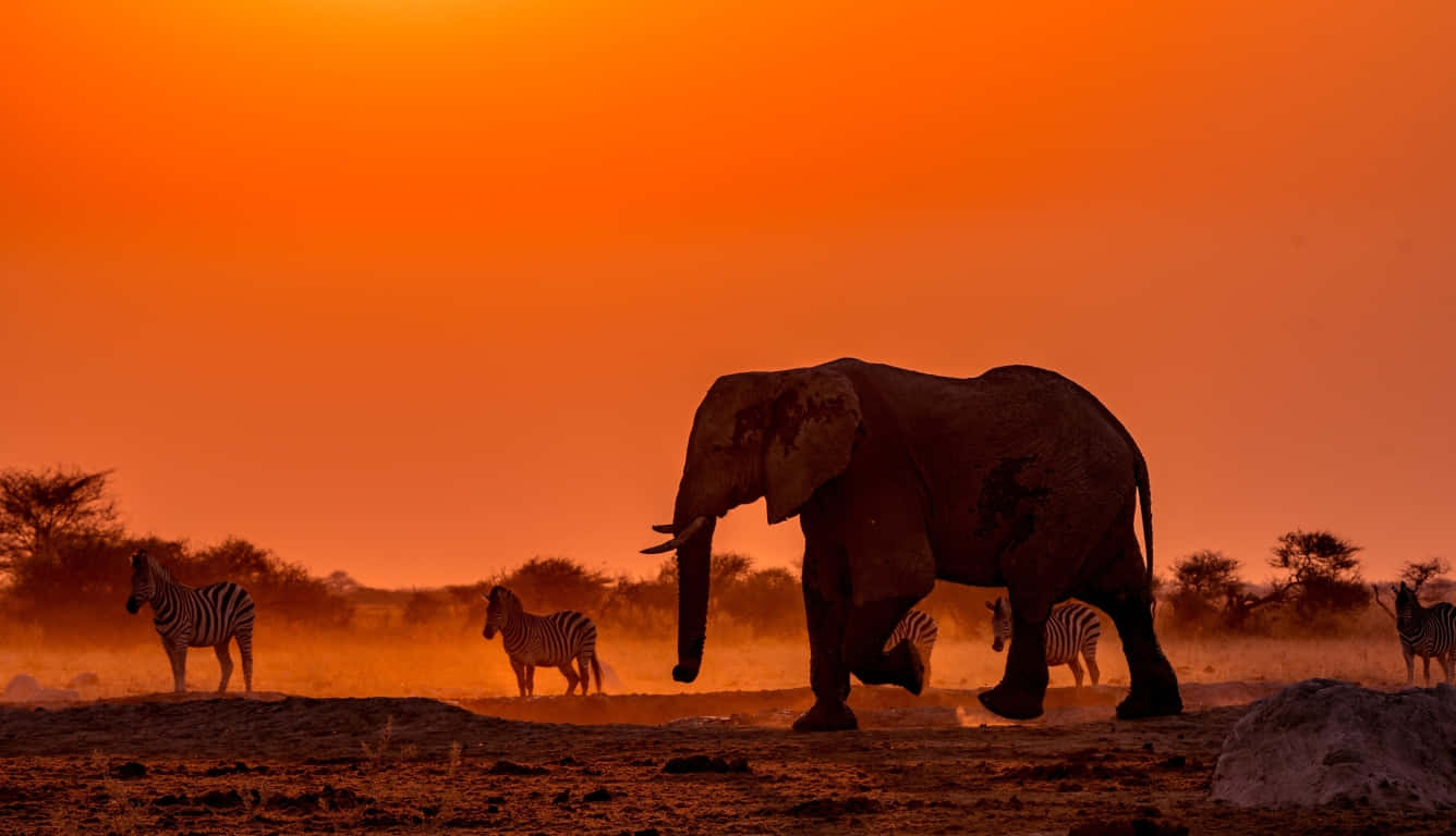 An Elephant Walking In The Desert Background