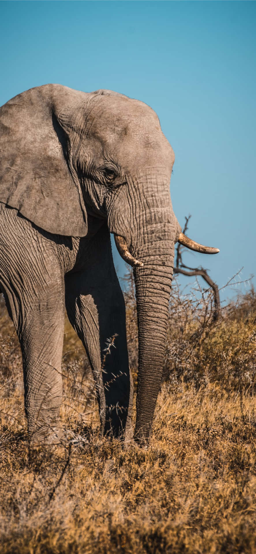 An Elephant Walking Through A Dry Field