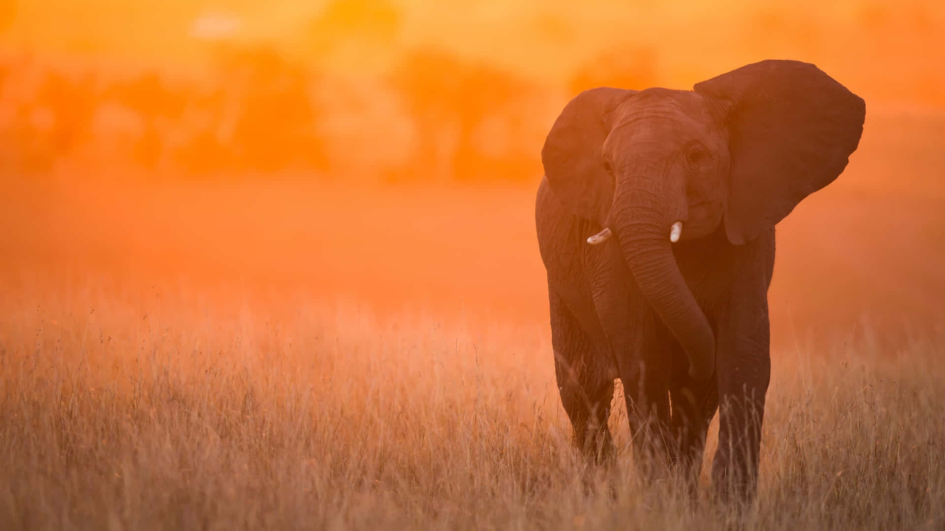 An Elephant Walking Through A Field At Sunset Background