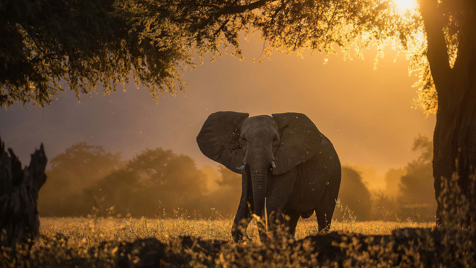 An Elephant Walking Through The Grass At Sunset Background