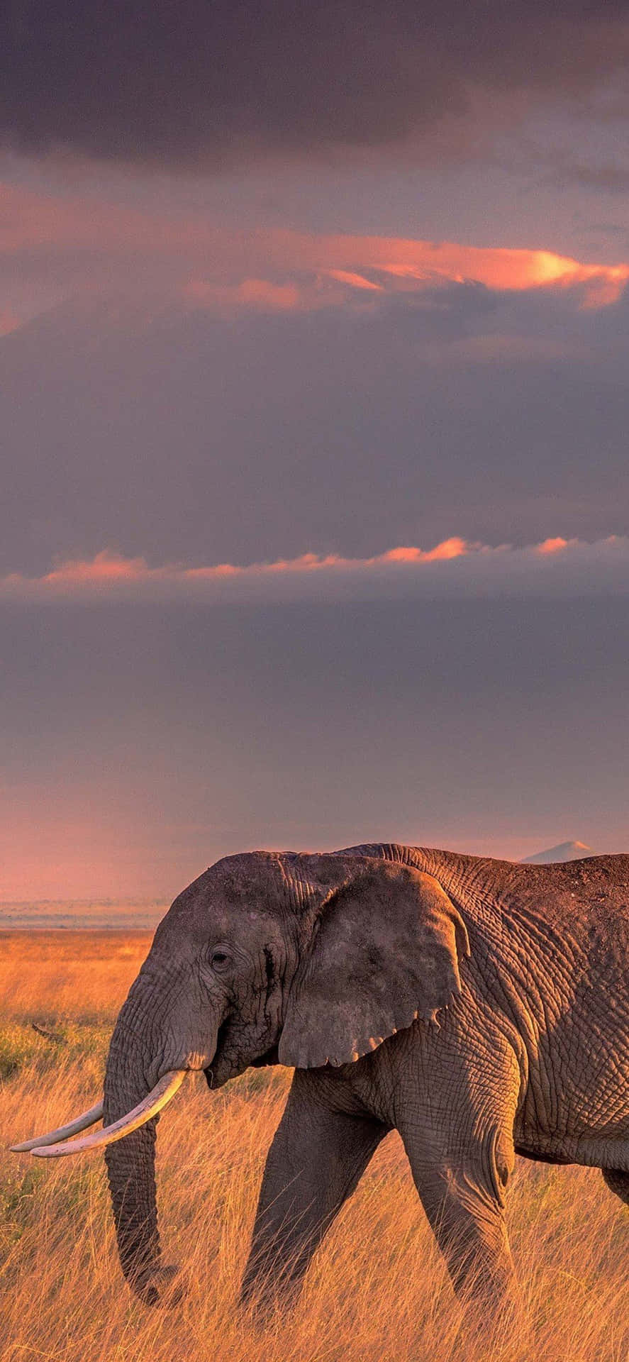 An Elephant Walking Through The Grass Background