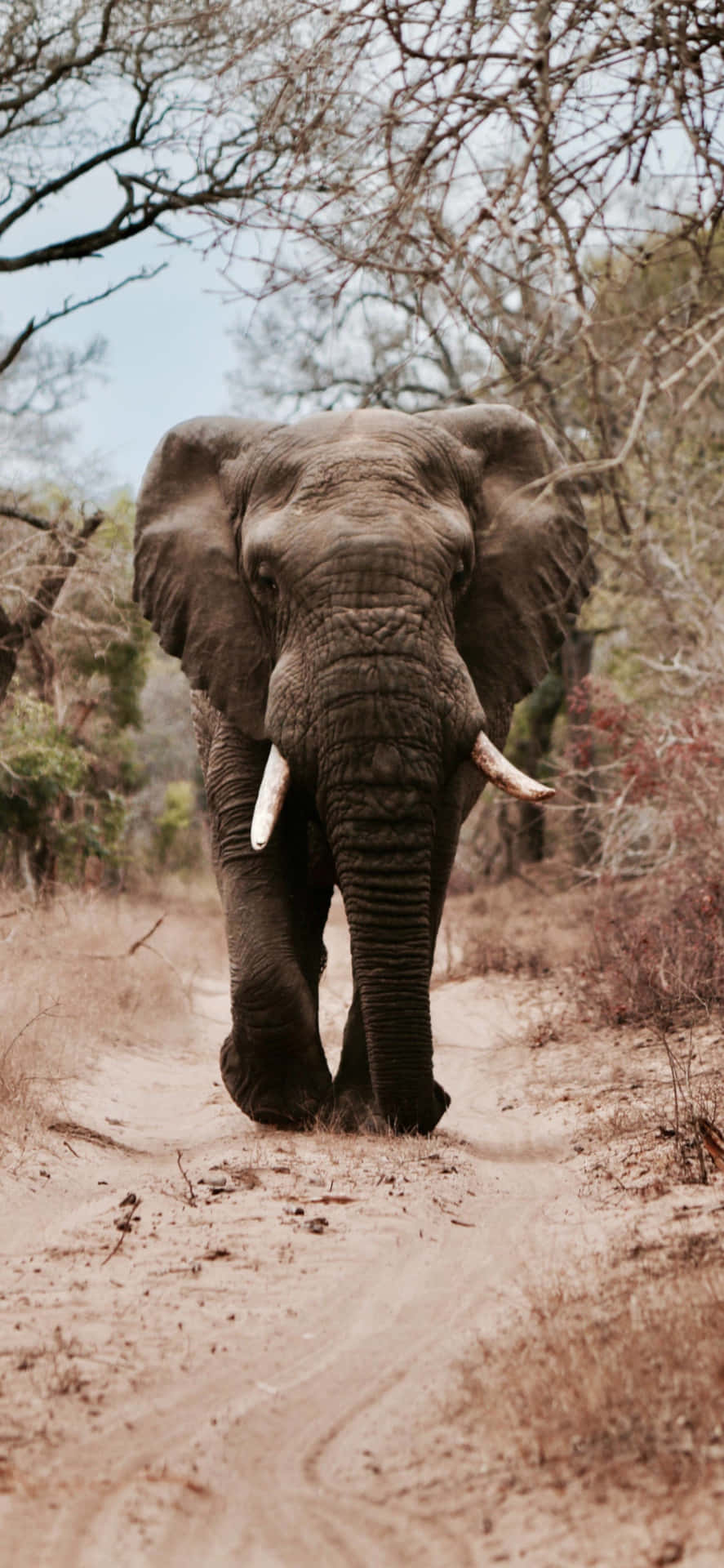 An Elephant Walking Through The Woods