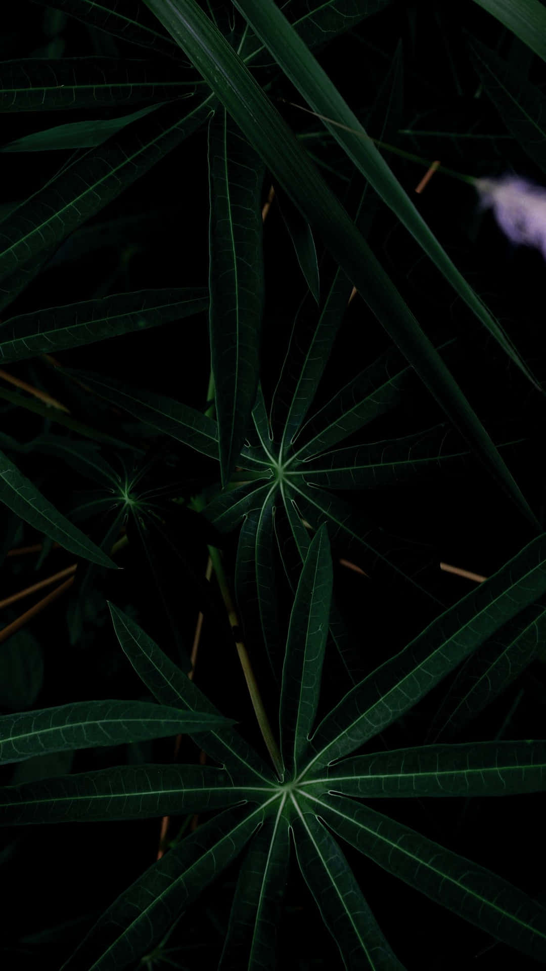 An Emerald Oasis Of Serenity Displayed On An Iphone