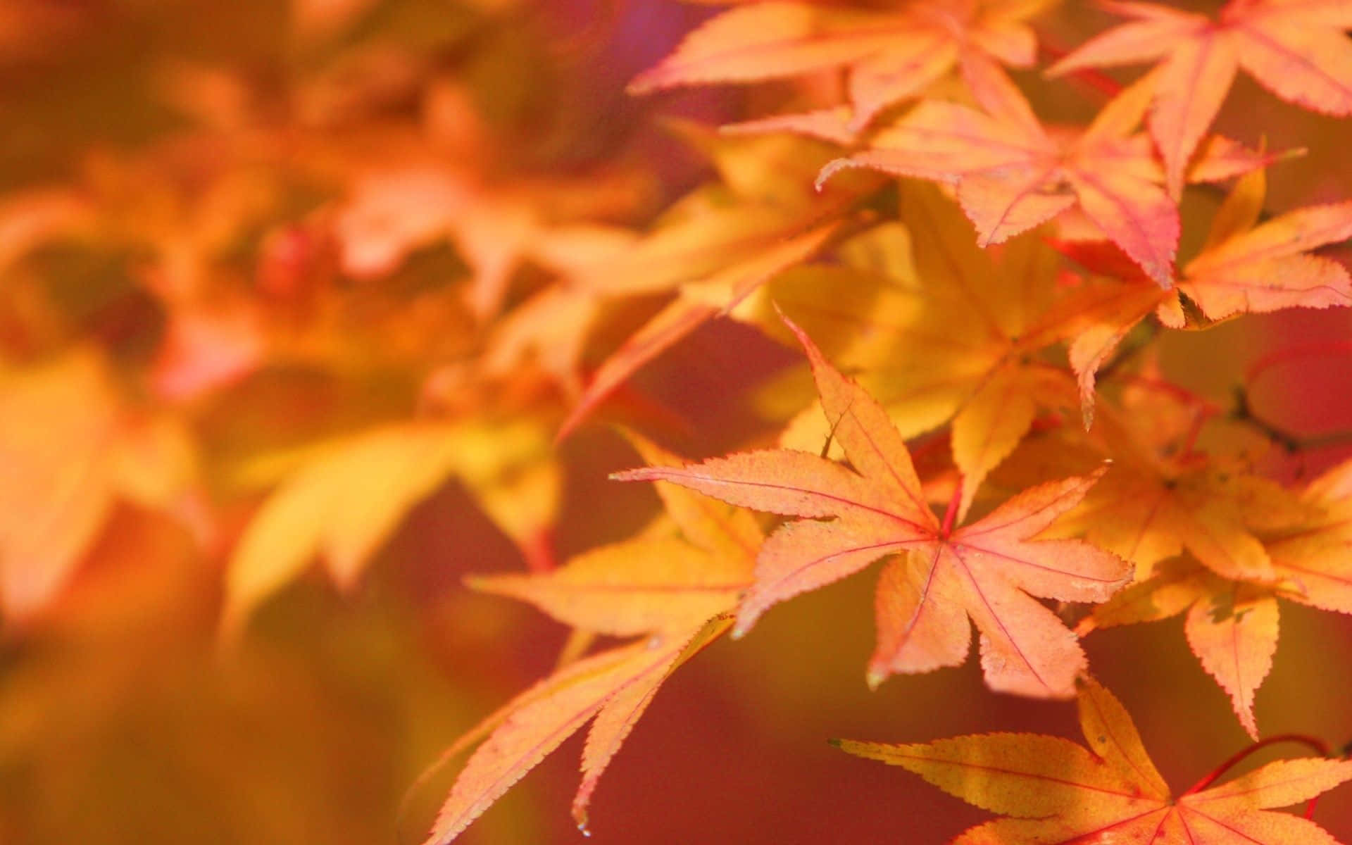 An Enchanted Fall Day Background