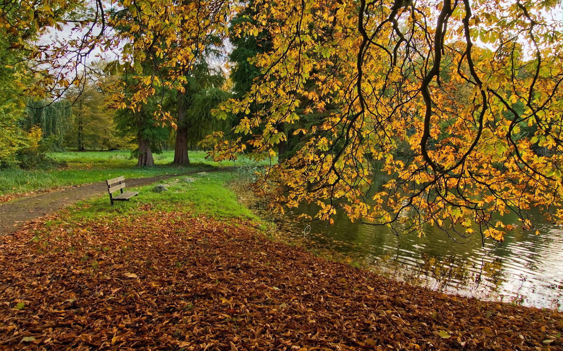 An Enchanting Autumnal Pond Surrounded By Hued Trees Background