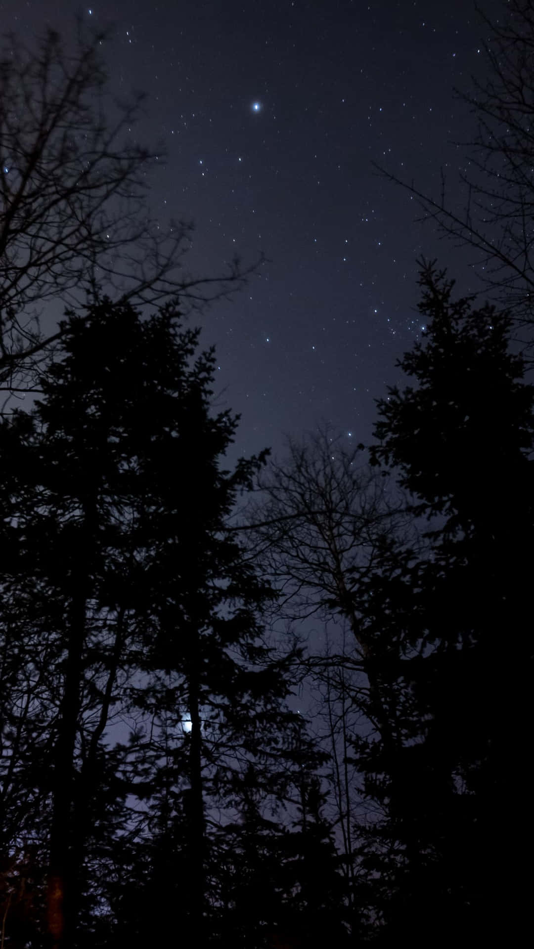 An Enchanting Forest In The Moonlight Background