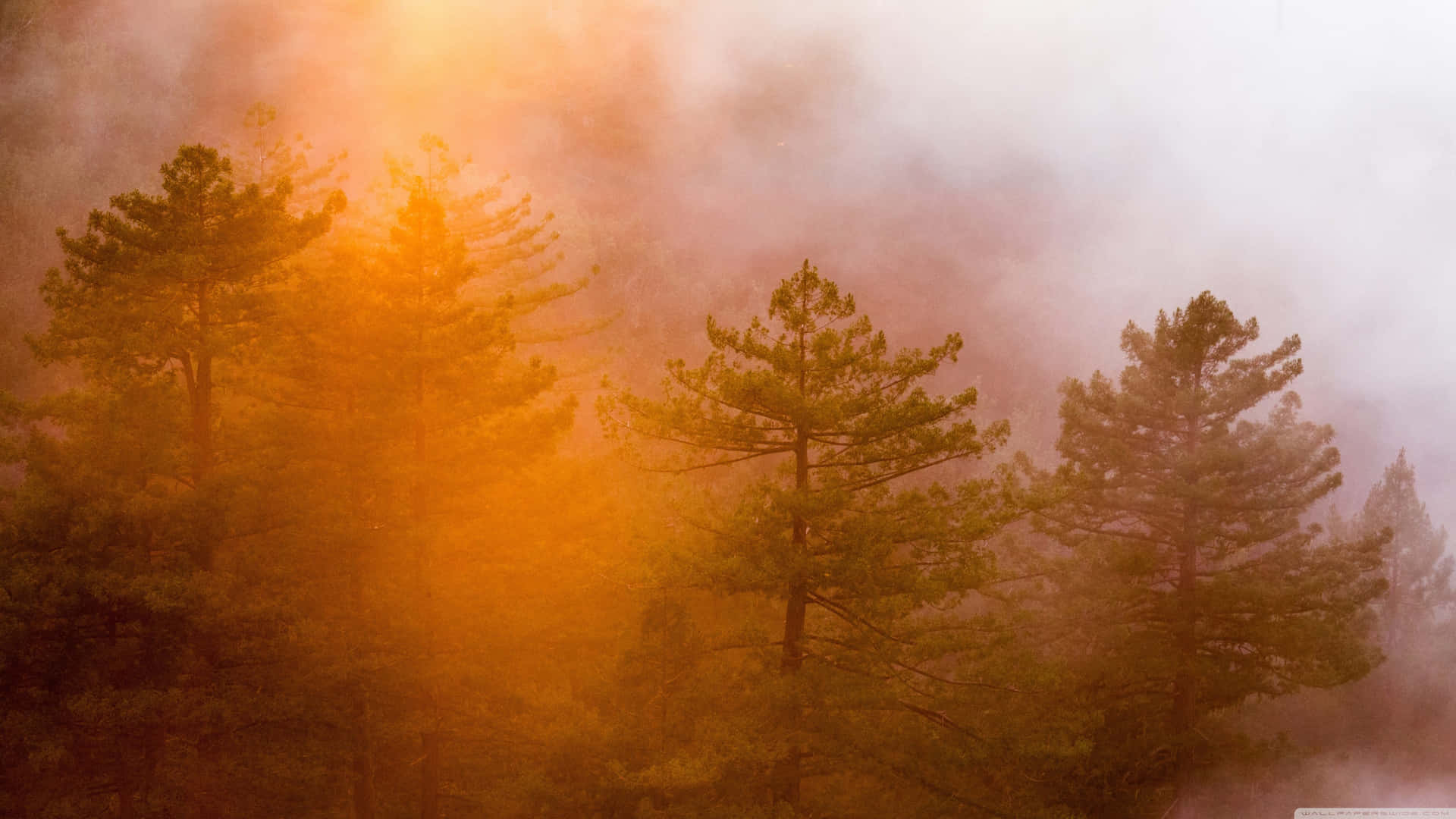 An Enchanting Journey Through The Foggy Forest Background