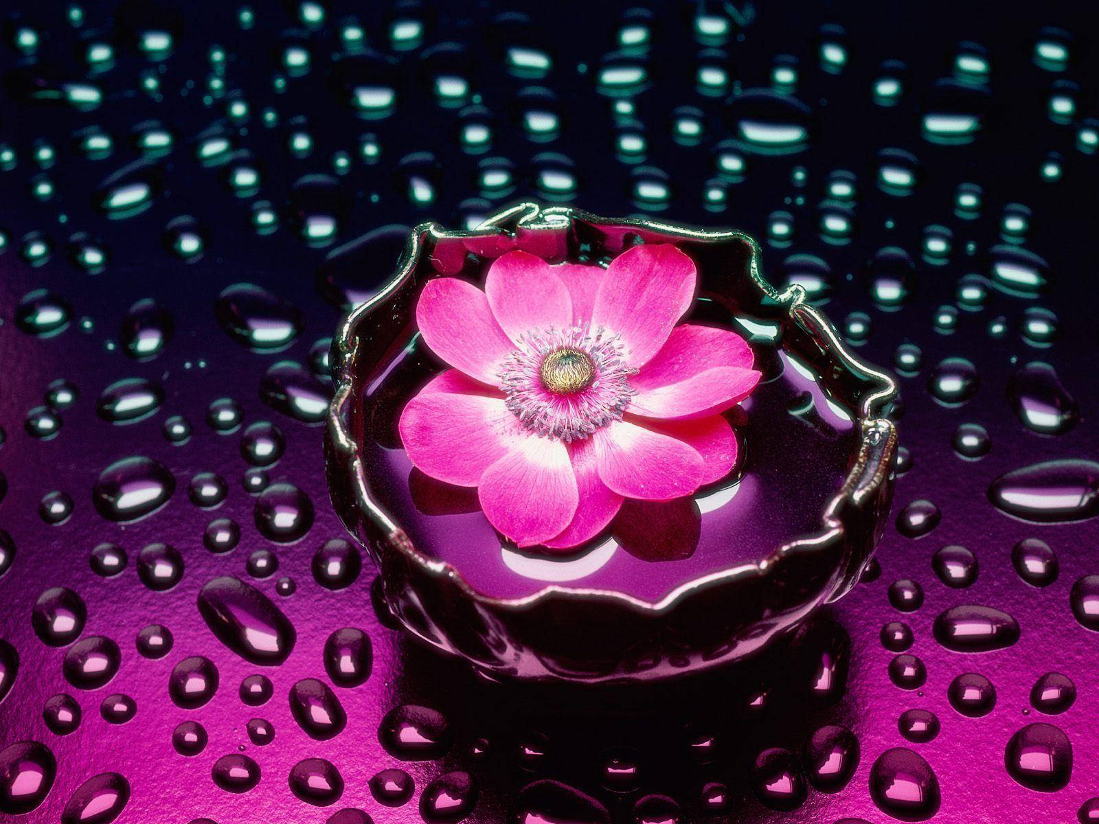 An Enchanting Pink Flower Making Ripples In The Water. Background