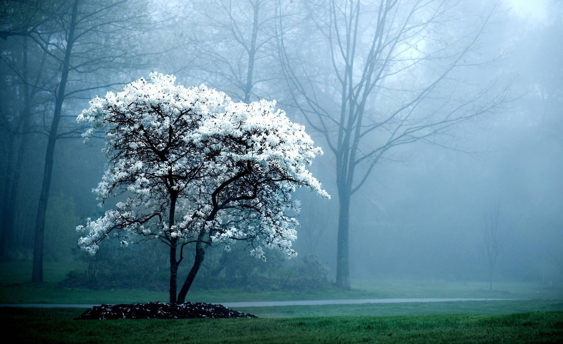 An Enchanting White Tree Against A Cloudy Sky Background