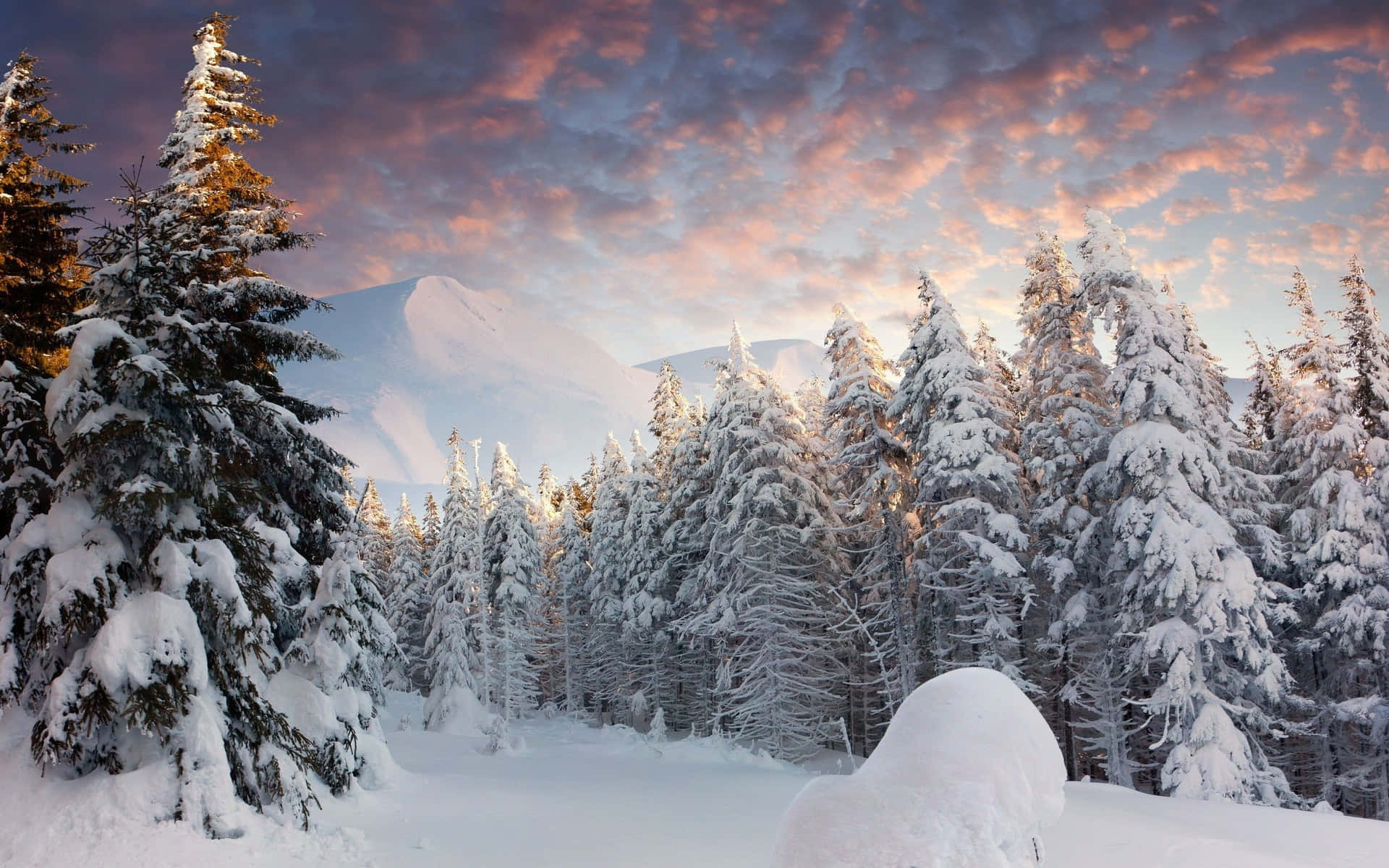 An Enchanting Winter Forest Background