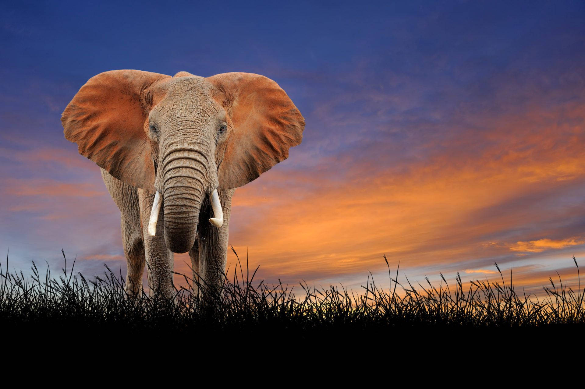 An Endearing Elephant Pauses To Look At The Camera Background