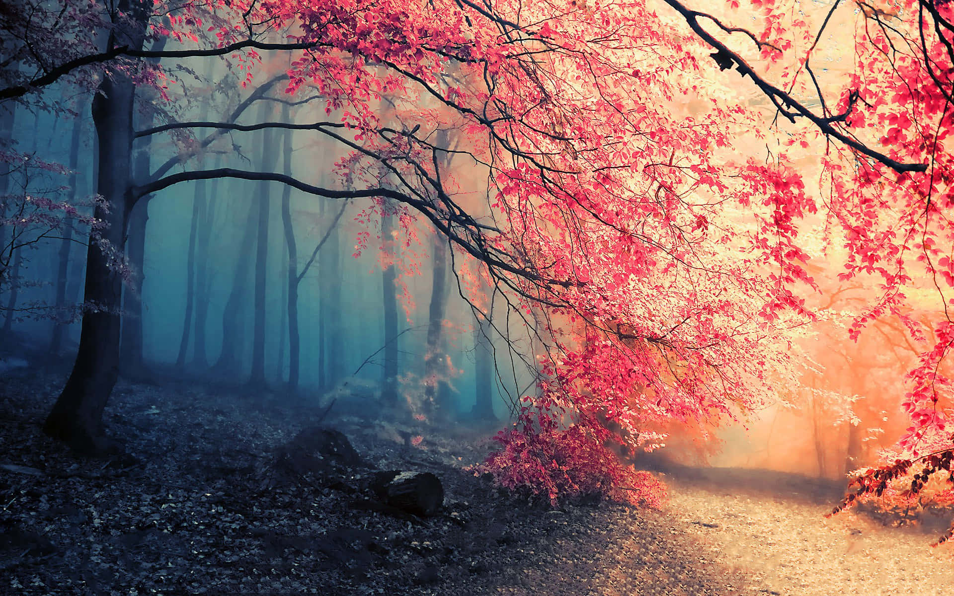 An Ethereal Redwood Forest Background