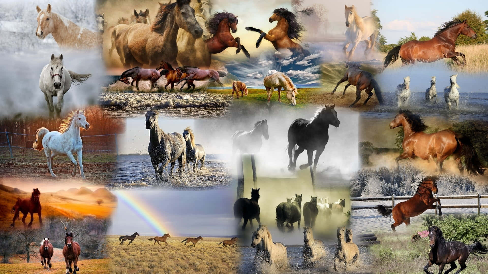 An Exciting Collage Of Different Horses Background