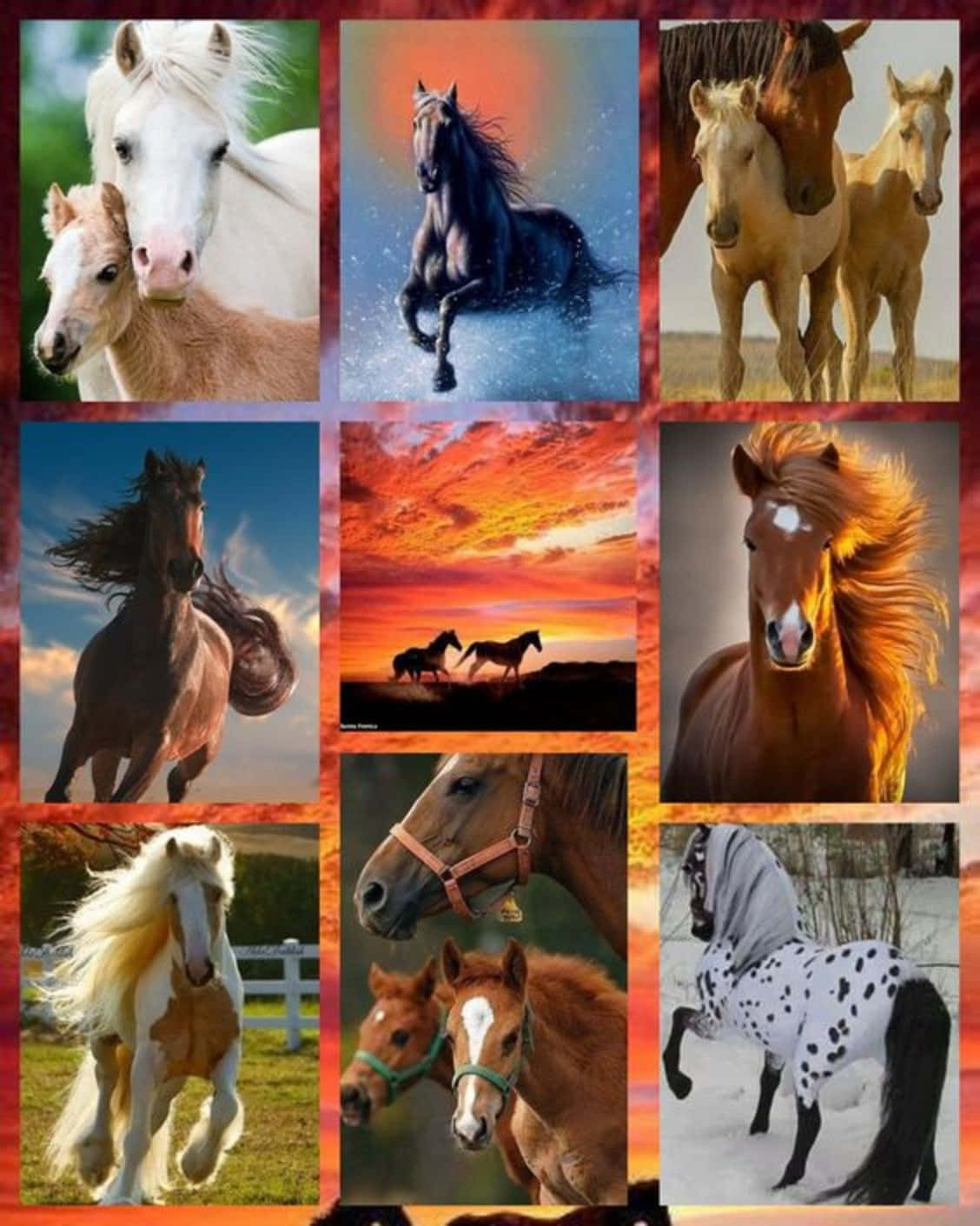 An Exciting Collage Of Inspirational Horses Background