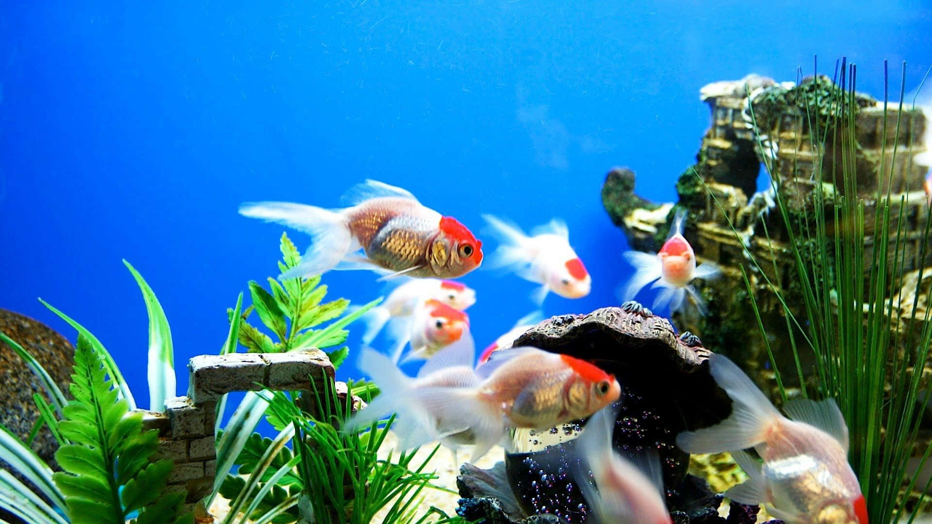 An Exotic Aquarium Showcasing A Variety Of Colorful Live Fish Background