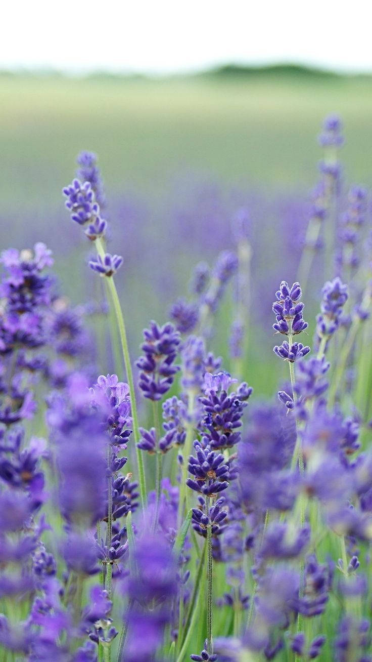 An Exotic Blend Of Beauty And Serenity - Lavender Flowers In A Lush Green Field.