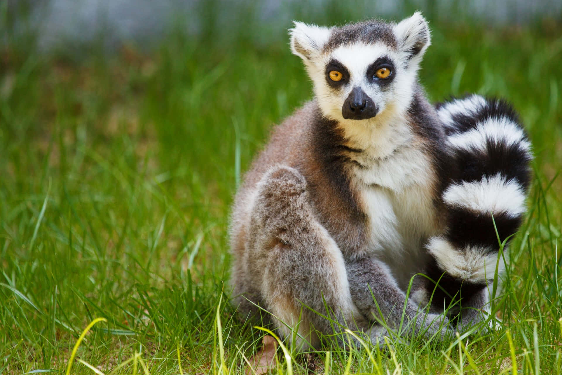 An Exotic Madagascar Lemur Perching In Lush Greenery Background